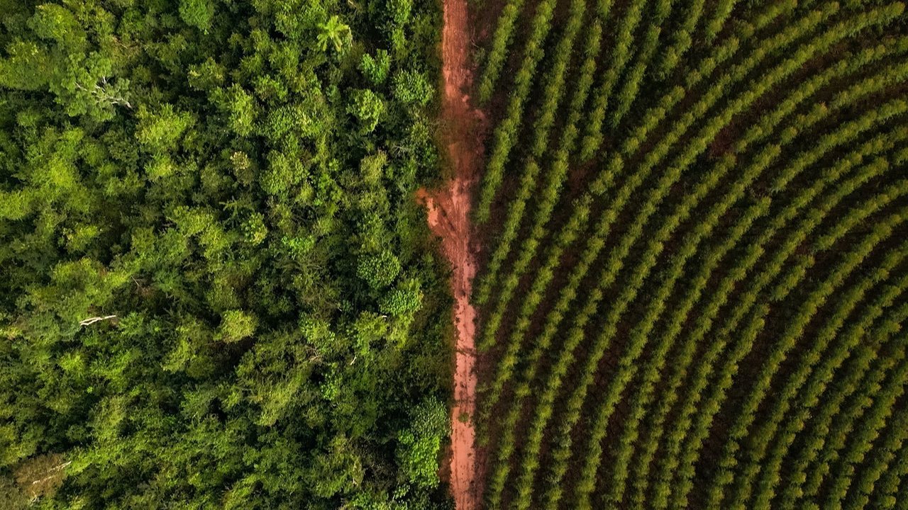 Operação florestal ou industrial — Bracell