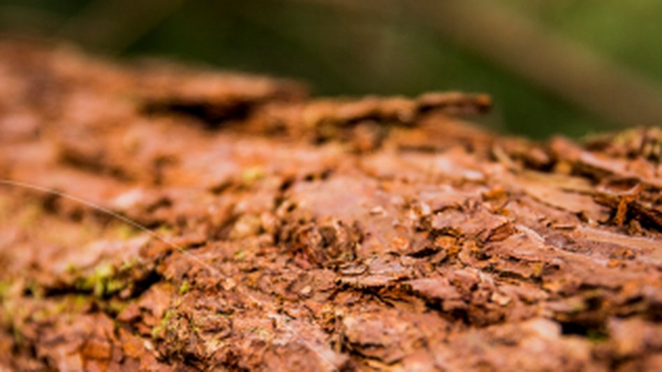 Operação florestal ou industrial — Klabin